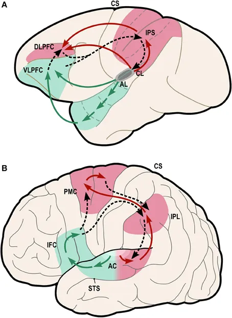 Wired Differently: The Neuroscience Behind Why Female Orgasm Defies a Single Script